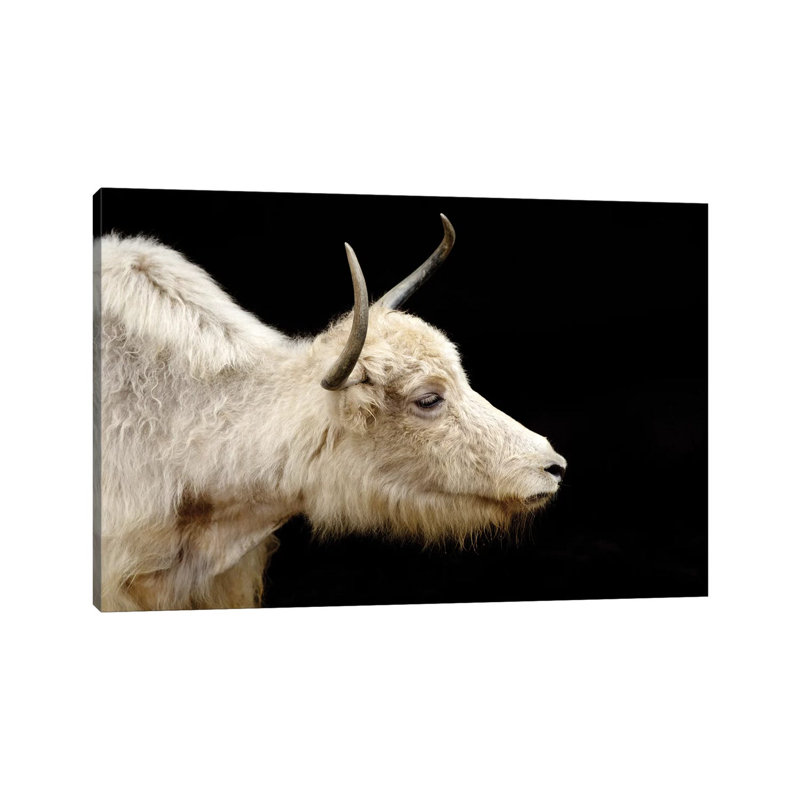 Cow VI by Goran Anastasovski - Wrapped Canvas Print, 66.04 cm H x 45.72 cm W x 3.175 cm D