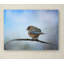 «Bluebird in the Snow» de Vidur, impression sur toile tendue-22069432