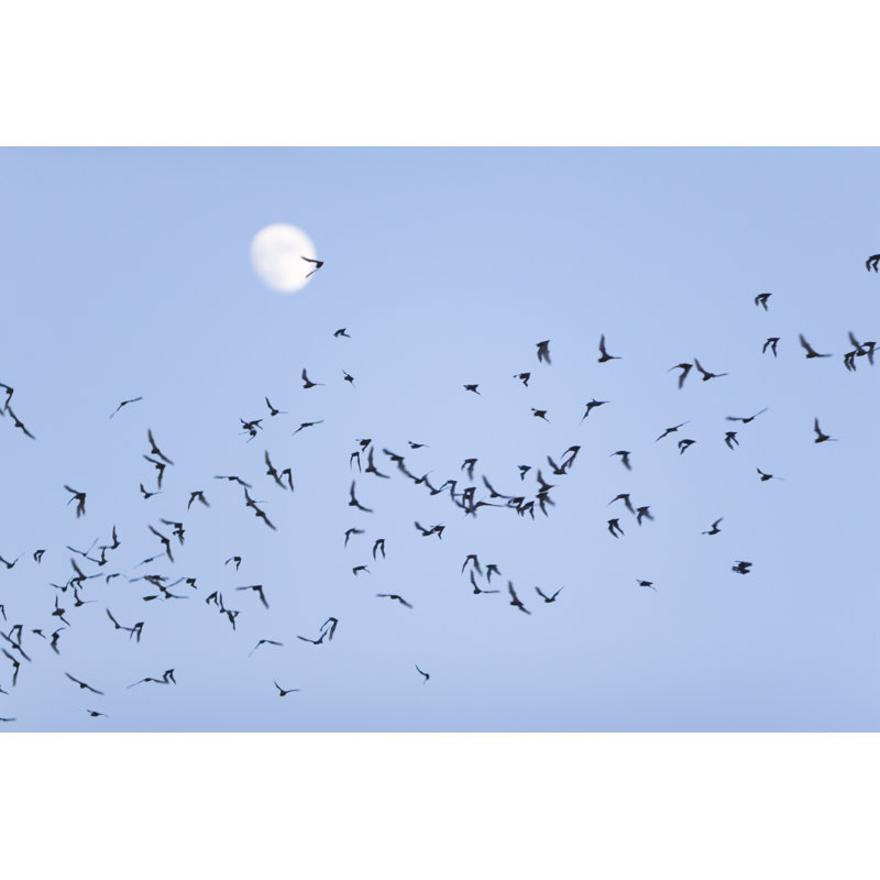 Bat Swarm par Jazle, H 12 po x l 18 po