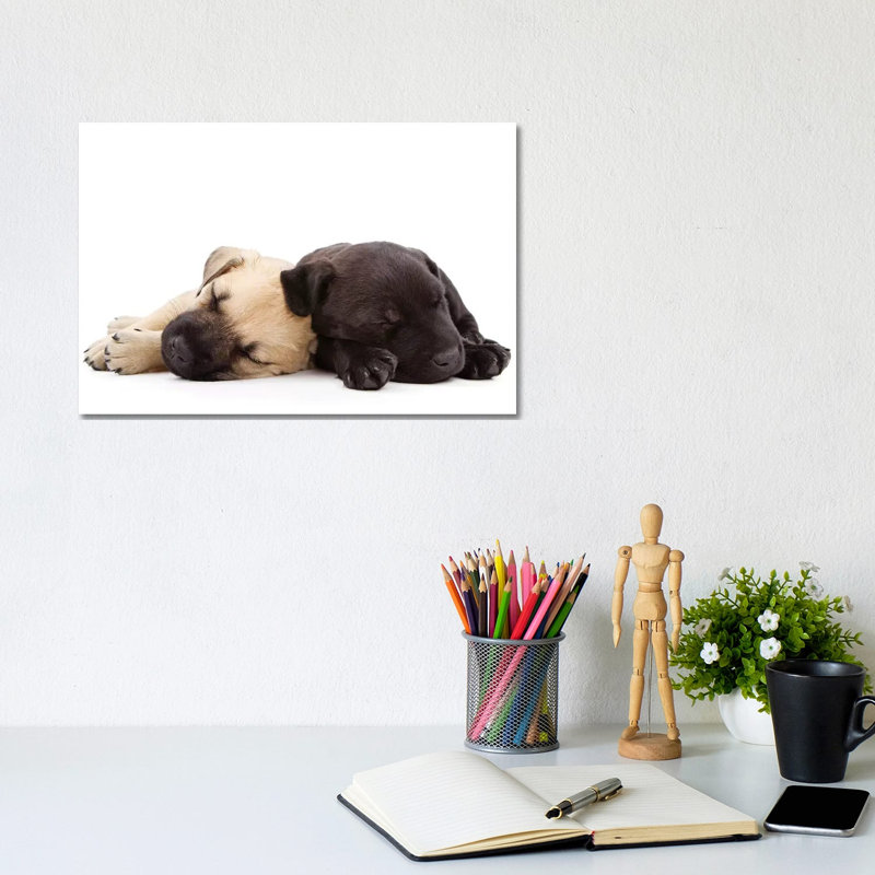 Two Puppies Sleeping Together by Susan Schmitz - Wrapped Canvas Gallery-Wrapped Canvas Giclée, 20.32 cm H x 30.48 cm W