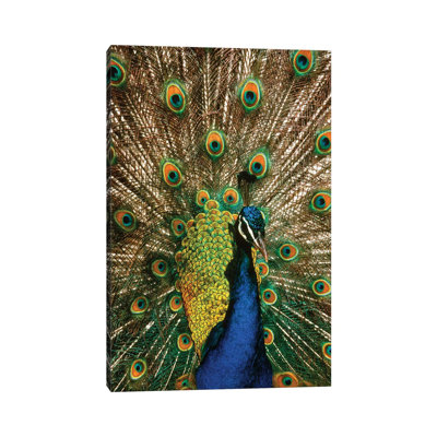 Male Peacock Indian Peafowl Pavo Cristatus Displaying Tail Feathers 1 Piece Wrapped Canvas Wall Art