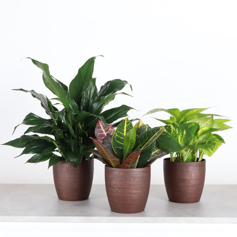 Plant in Pot, Brown