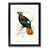 Black Framed selected