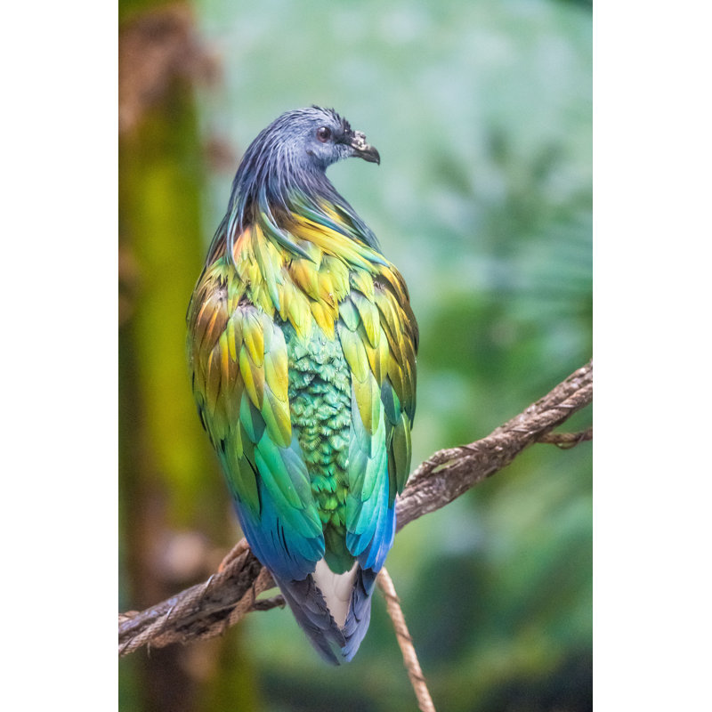 Nicobar Pigeon par Leamus - Photographie sur toile tendue, H 18 po x l 12 po