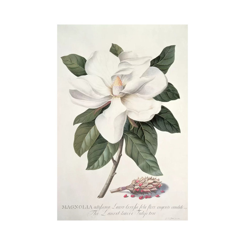 Magnolia by Georg Dionysius Ehret - Wrapped Canvas Print, 66.04 cm H x 45.72 cm W x 3.175 cm D