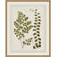 Plant Presses 3 Print by Lillian August