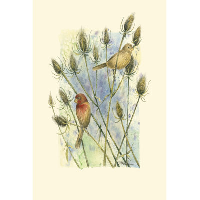 " House Finches " by Janet Mandel