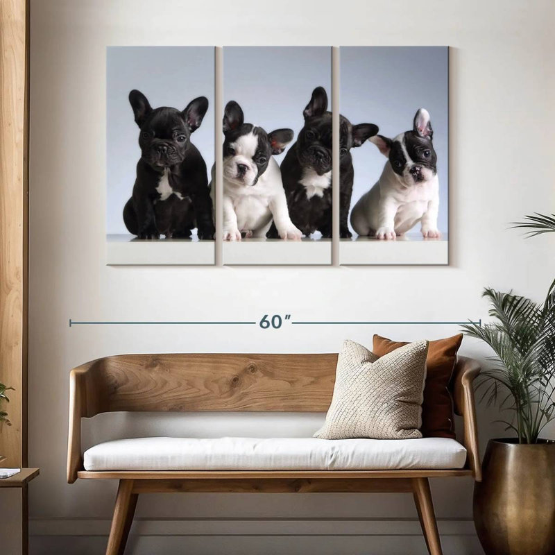 Chiots bouledogue français Brampt, H 32 po x l 50 po