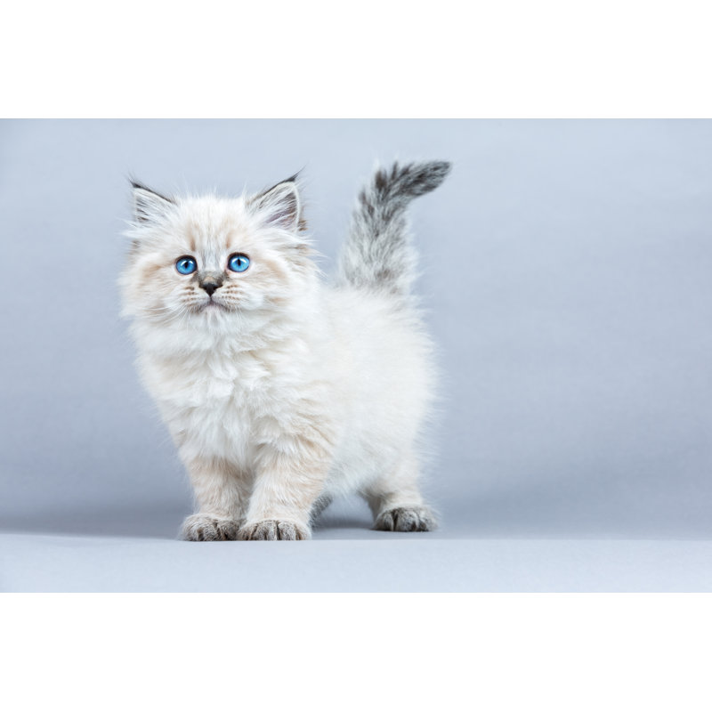 Chaton sibérien par Jkitan, H 32 po x l 48 po
