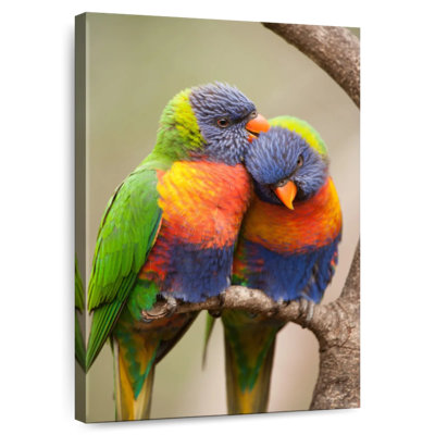 Snuggling Pair Of Lorikeets