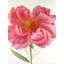 Impression sur fleur de pivoine rose | Décoration florale de salle de bain