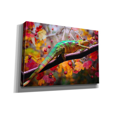 " Chameleons " by Ata Alishahi