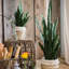 Plante de serpent en pot-1664396182