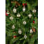 Alayla 12 Piece Holiday Shaped Ornament Set