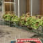 Silk Arrangement in Planter-1189488947-1189488958