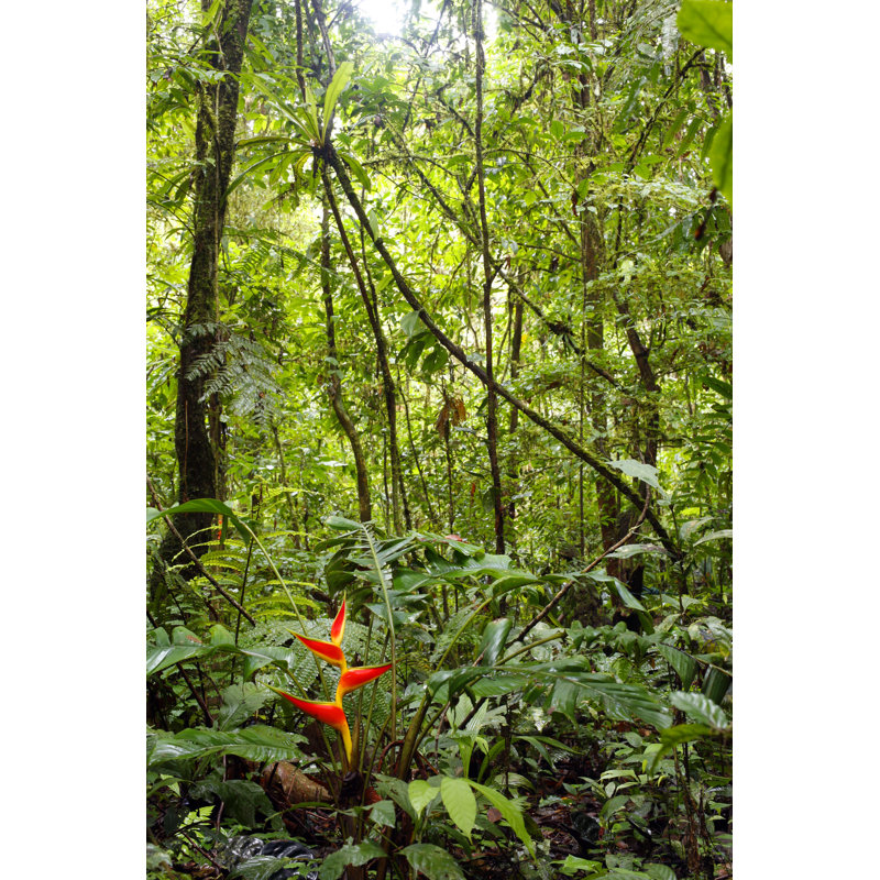 Heliconia rouge Amrah en fleurs dans la forêt tropicale d'Afrique par Atelos, L 32 po x H 48 po