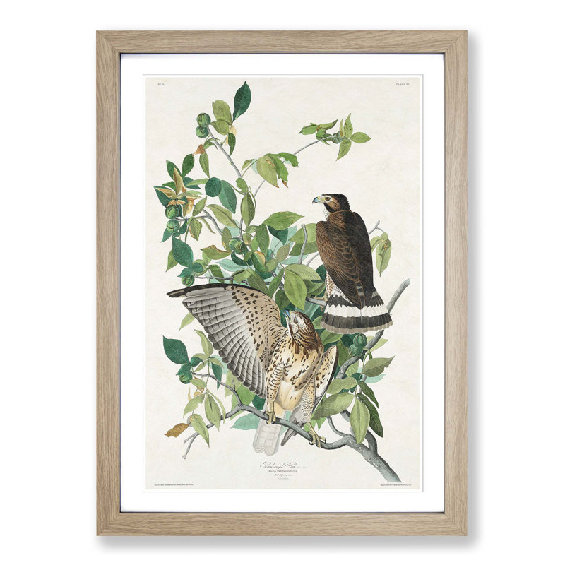 Brown-Winged Hawk by John James Audubon - Picture Frame Art Print, 36cm H x 27cm W x 2cm D, Oak Framed