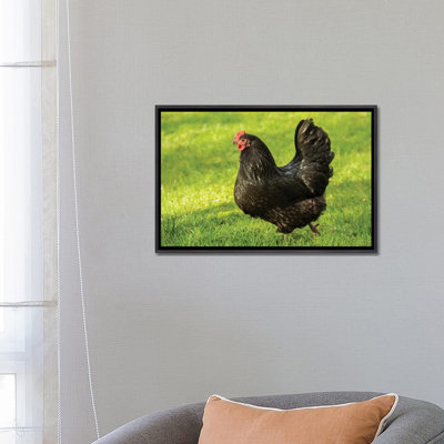 " Issaquah, WA. Free-ranging Black Australorp Chicken. " by Janet Horton