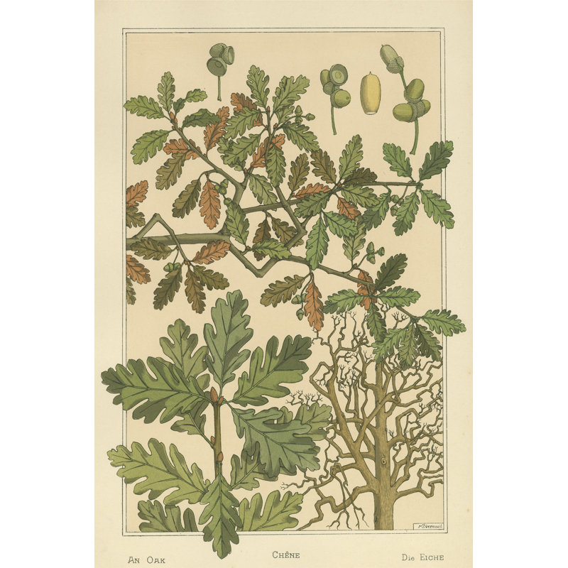 Oak Tree - Wrapped Canvas Print, 46cm H x 30cm W x 3.8cm D