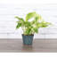 Live Marble Queen Pothos Plant-49662260
