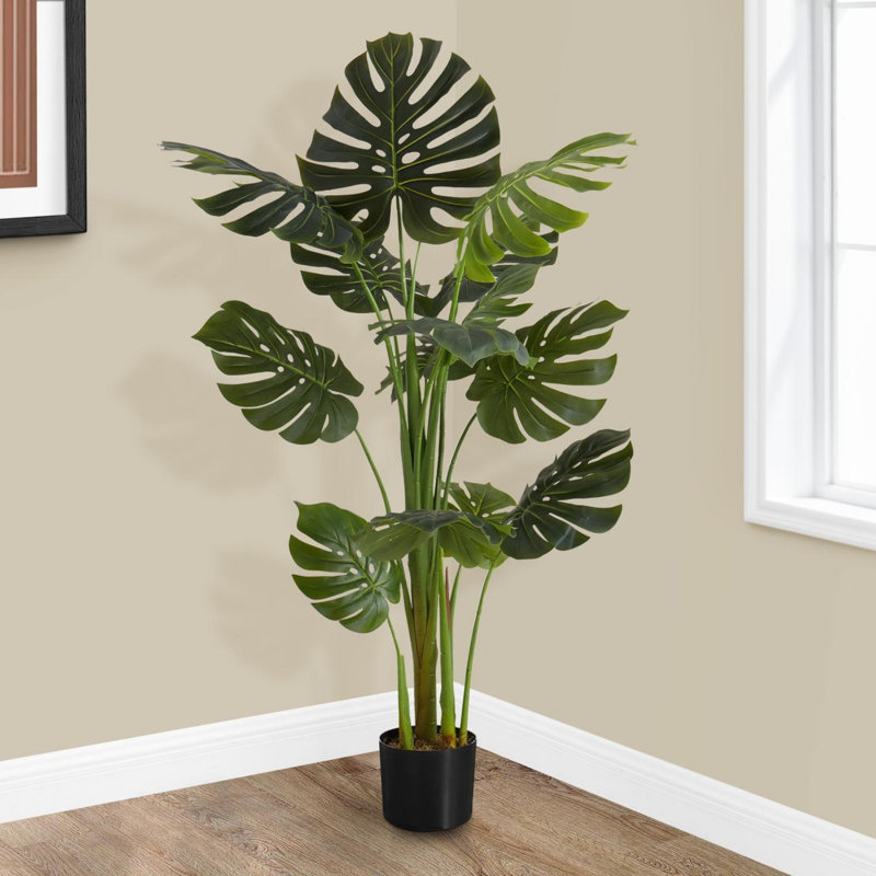 Large Monstera Tree for Statement Floor Decor