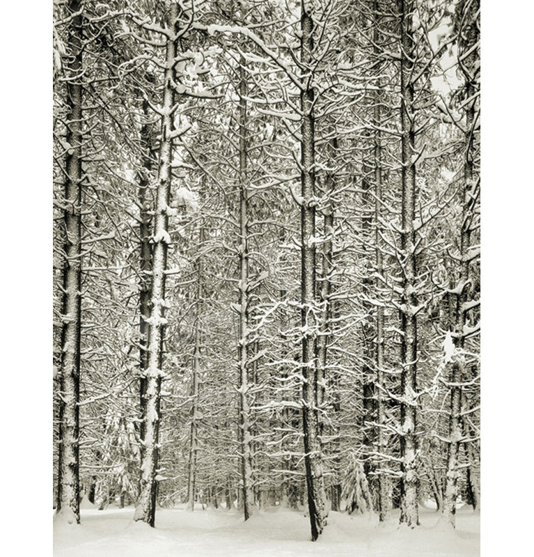 Pine Forest In The Snow, Yosemite Nation, 47" H x 36" W