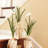 Paperwhite Arrangement