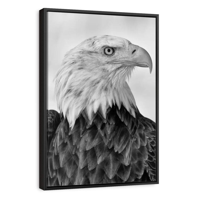 Aigle féroce, Cadre flottant noir, 17 po x 25 po