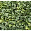 Set Of 24 Boxwood Mats-123761102