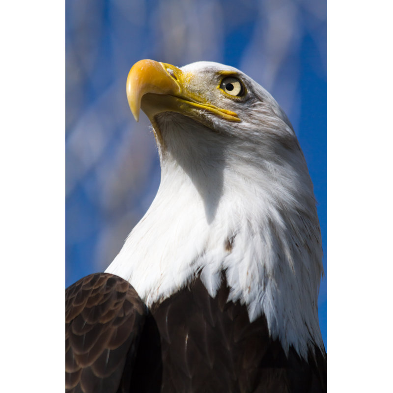 Soon Eagle - Wrapped Canvas Print, 46cm H x 30cm W x 3.8cm D
