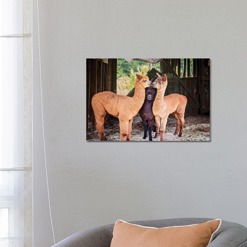 Three Alpaca Babies by Karen Burke - Wrapped Canvas Print