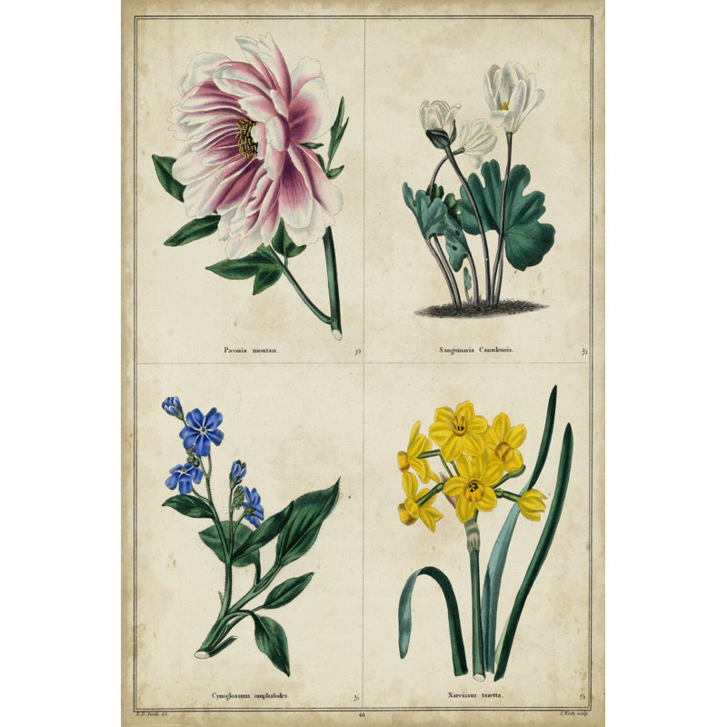 Botanical Grid II by Benjamin Maund - No Frame Painting on Canvas, 30cm H x 46cm W
