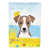 Jack Russell terrier brun à poils doux
