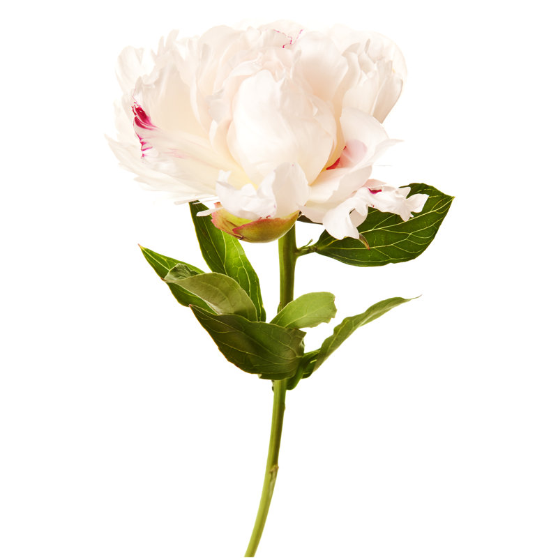 White Peony - Wrapped Canvas Print, 46cm H x 30cm W