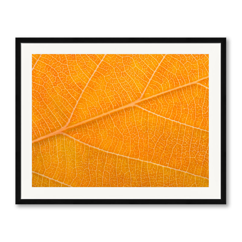 Autumn Leaf Print by Philippe Monthoux, Black Framed Paper, 24" H x 30" W