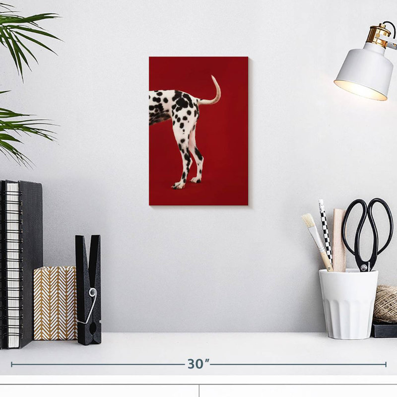 Queue dalmatienne, H 12 po x l 8 po