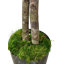 Arbre enkianthus artificiel fait à la main 6,5 pi avec bois véritable