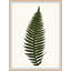 Elevated Undergrowth 1 Print by Art House Studios-38142166