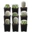 9 Live Cactus Plant in Pot Set