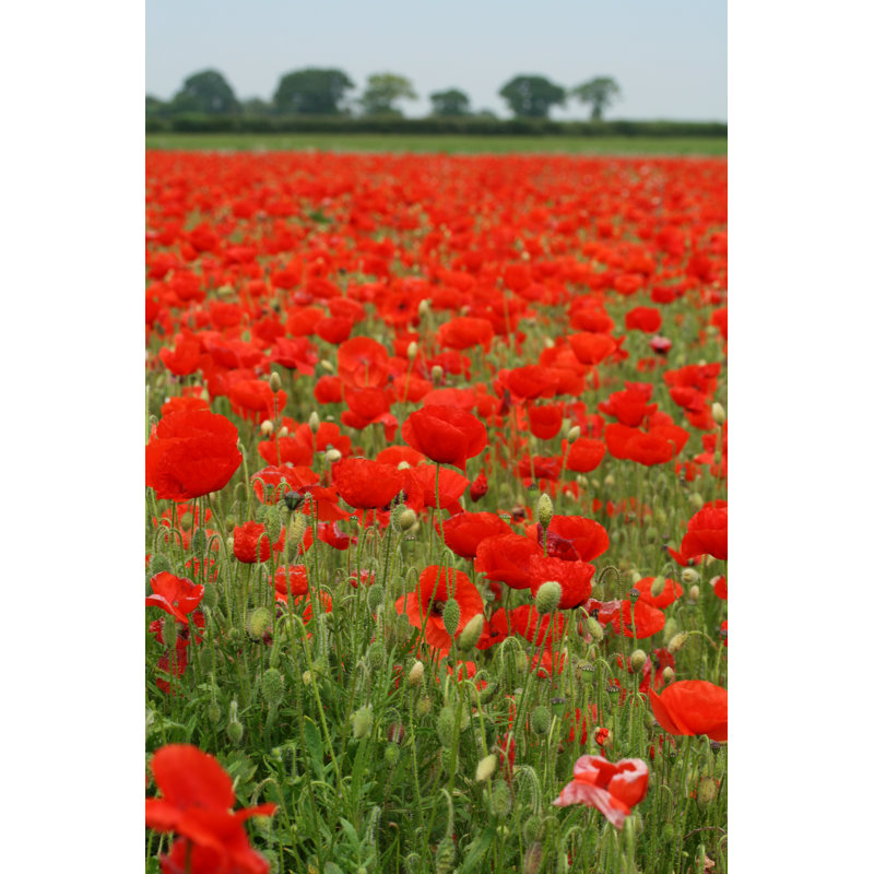 Red Poppy Fields - Photographie sur toile tendue, H 18 po x l 12 po