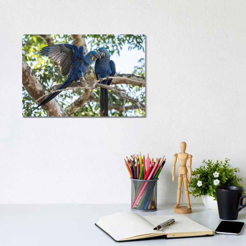 Pantanal, Mato Grosso, Brazil. Mated Pair of Hyacinth Macaws Showing Affection 1 Piece Wrapped Canvas Wall Art