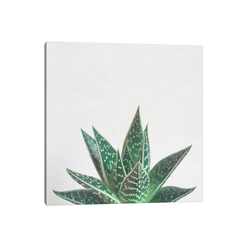 Aloe Tiki by Cassia Beck - Wrapped Canvas Print, 30.48 cm H x 30.48 cm W