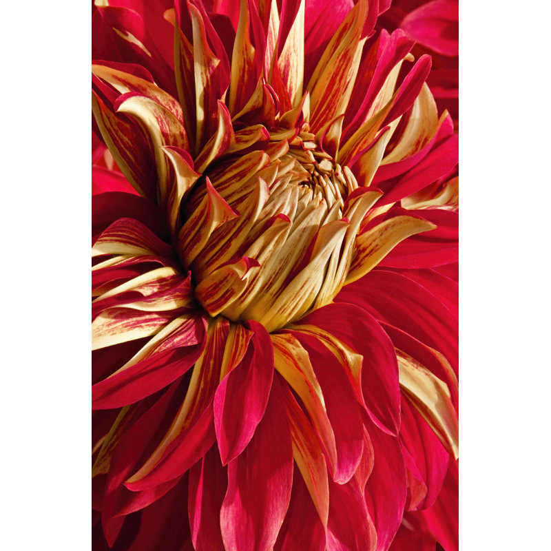 Graphic Dahlia IV - Wrapped Canvas Print, 46cm H x 30cm W x 3.8cm D