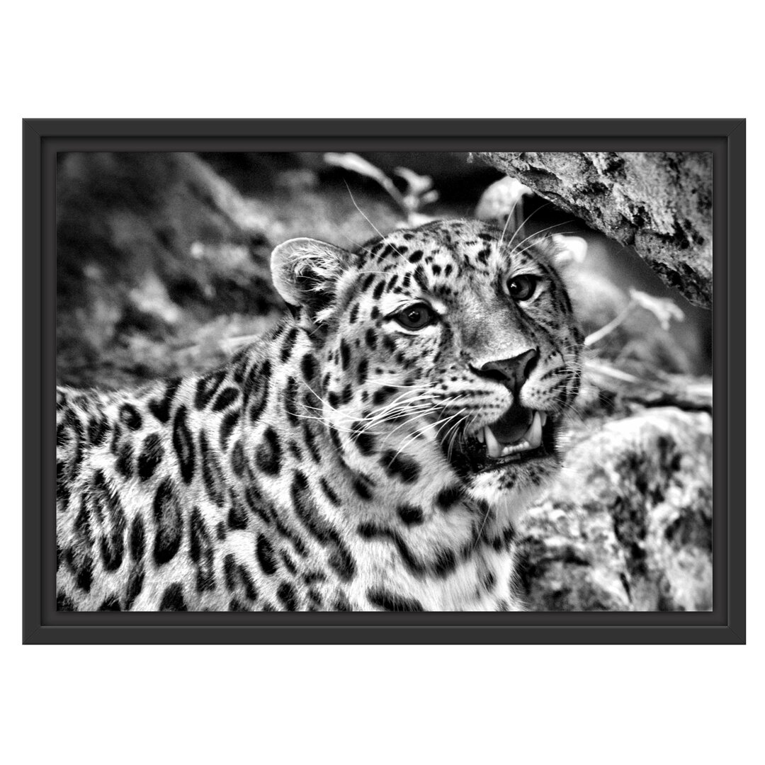 Gerahmtes Wandbild prachtvoller Leopard