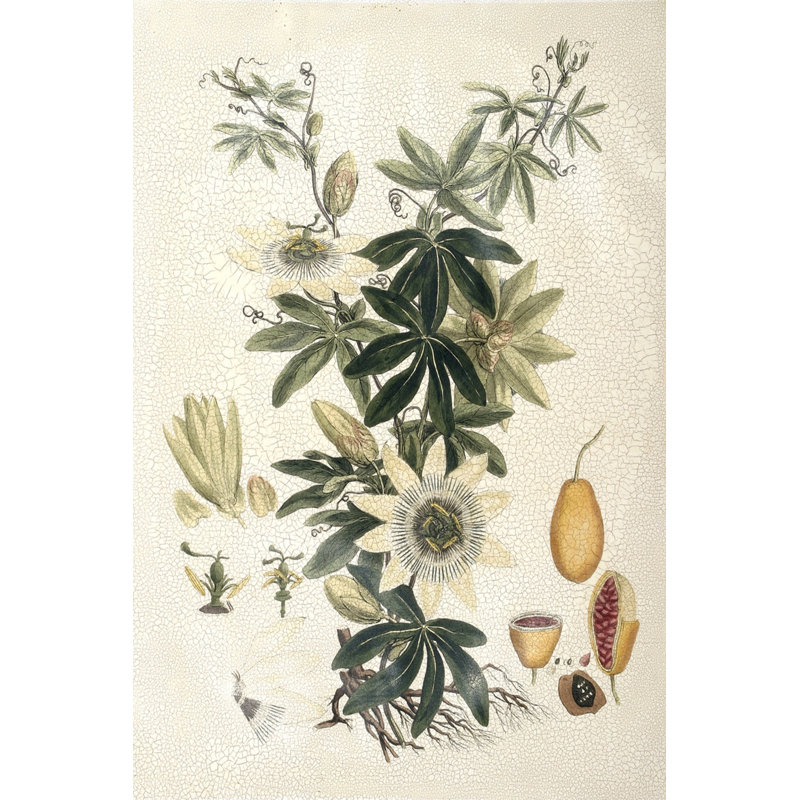 Millers Bounty IV - Wrapped Canvas Print, 122cm H x 81cm W