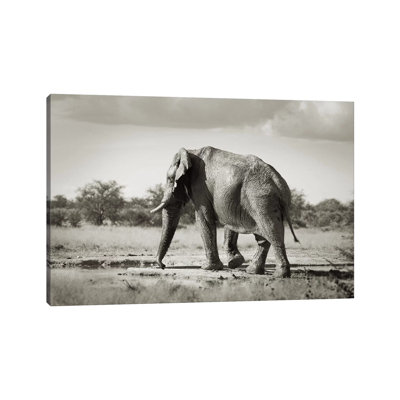 B&W Solitary Elephant by Klaus Tiedge - Wrapped Canvas Print