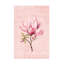 Magnolia rose n ° 1-1864287580
