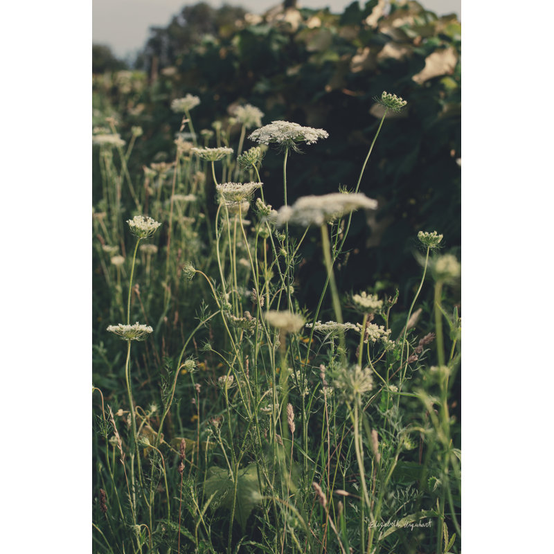 Running Wild II by Elizabeth Urquhart - Wrapped Canvas Print, 46cm H x 30cm W