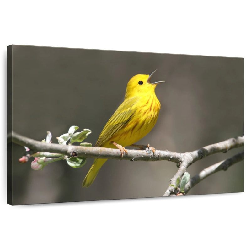 Warbler Songbird