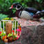 Mangeoire à oiseaux Natures Feast